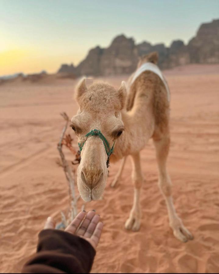 Wadi Rum Desert Camp Eksteriør bilde