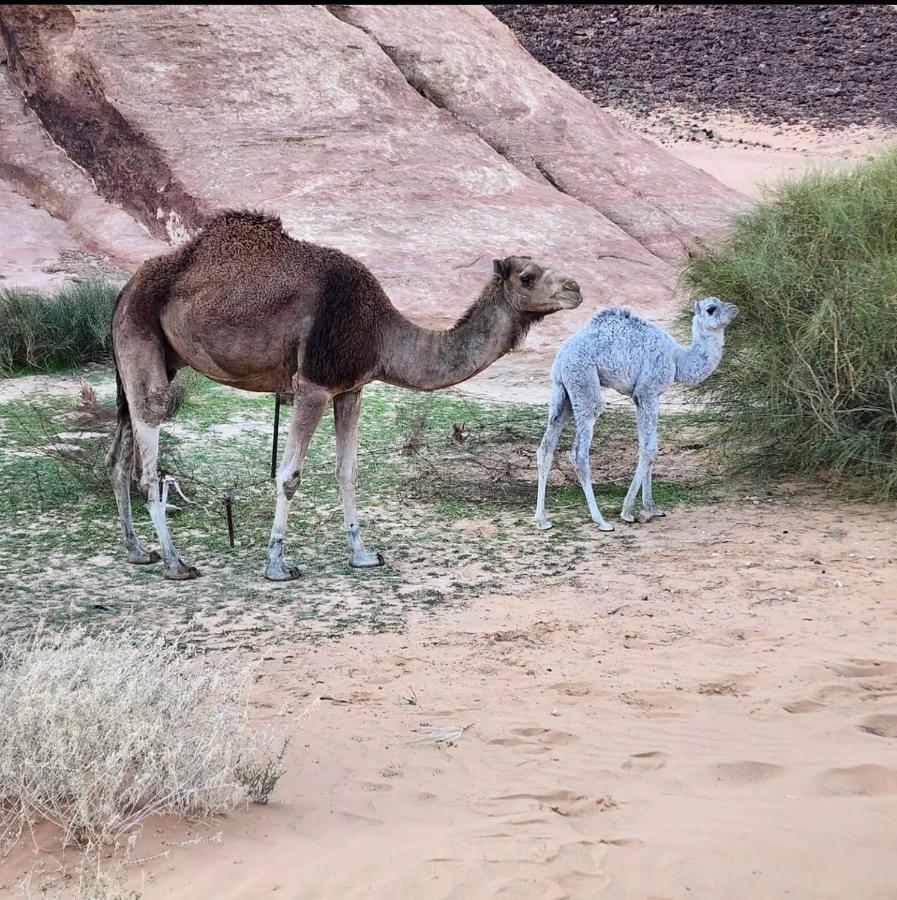 Wadi Rum Desert Camp Eksteriør bilde